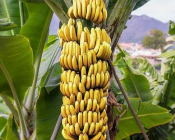 Langkah Budidaya Pisang Cavendish Yang Dijamin Berhasil