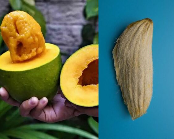 Cara Menanam Mangga Dari Biji Agar Berbuah Lebat Berkebun