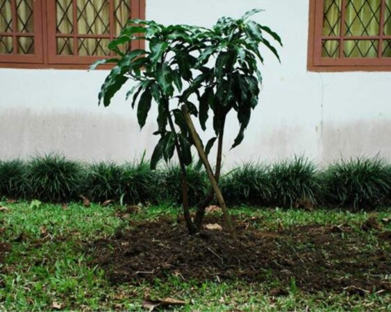 Cara Menanam Mangga Dari Biji Agar Berbuah Lebat Berkebun