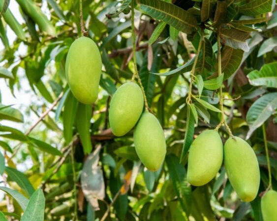 12 Cara Menanam Pohon Mangga Agar Berbuah Lebat Berkebun