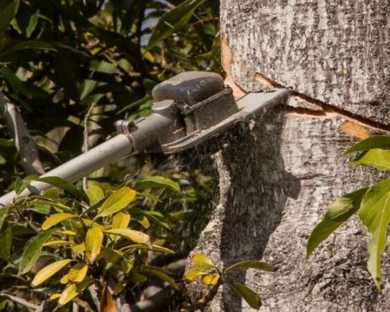 Cara Menanam Pohon Mangga Agar Berbuah Lebat Berkebun