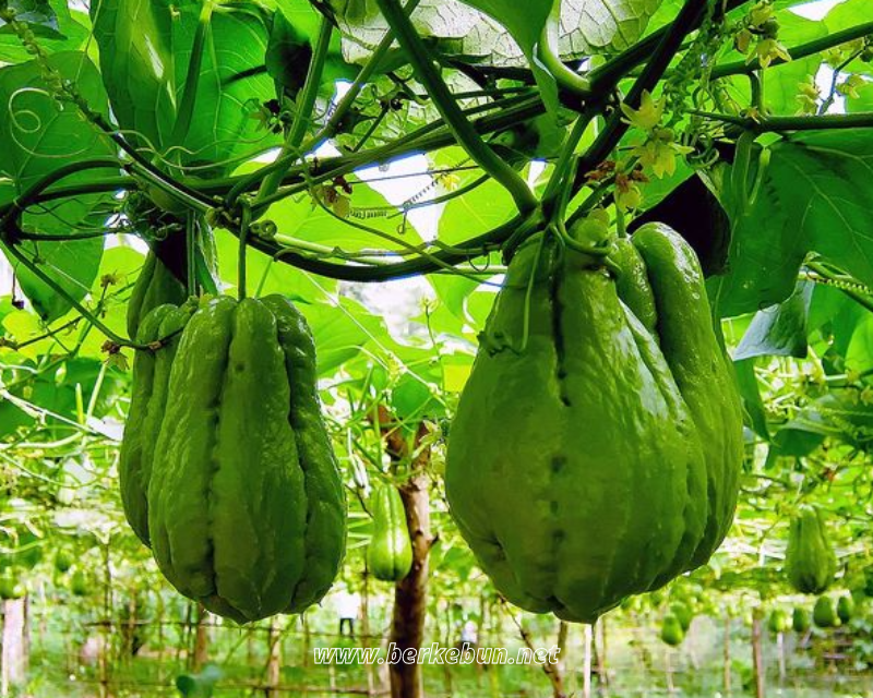 Cara Menanam Labu Siam Agar Berbuah Lebat Berkebun