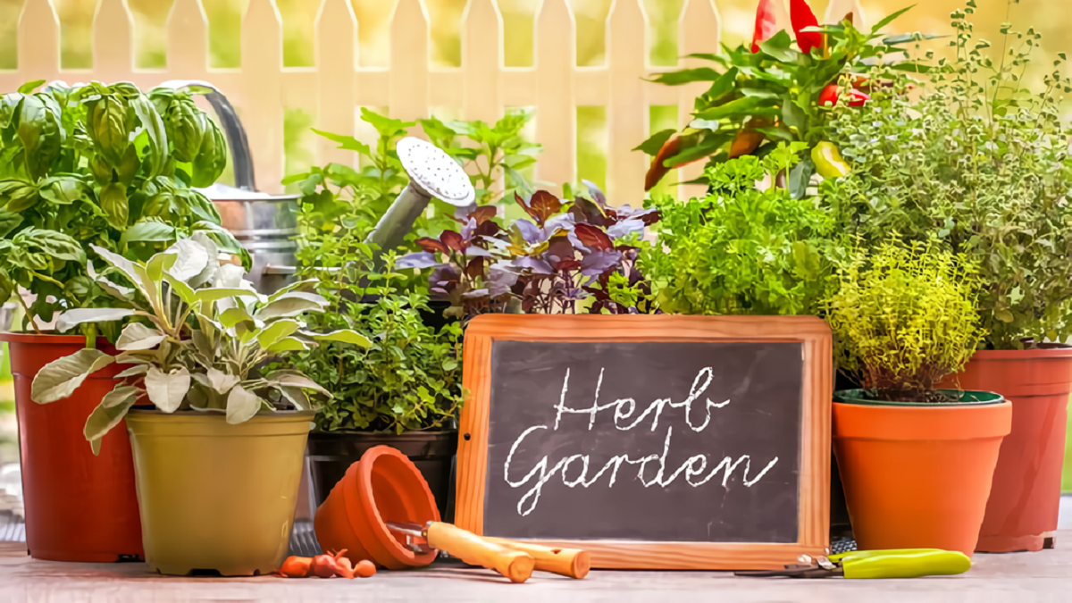 Cara Mudah Budidaya Tanaman Obat Keluarga Di Rumah Berkebun