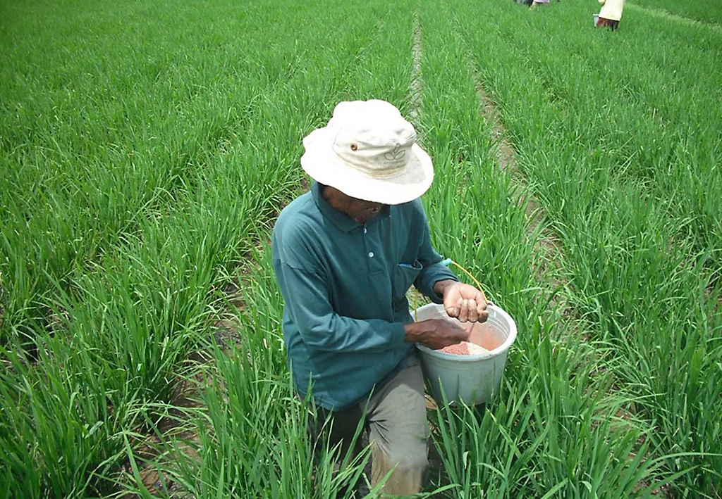 Cara Memupuk Tanaman Padi Yang Benar Agar Panen Banyak