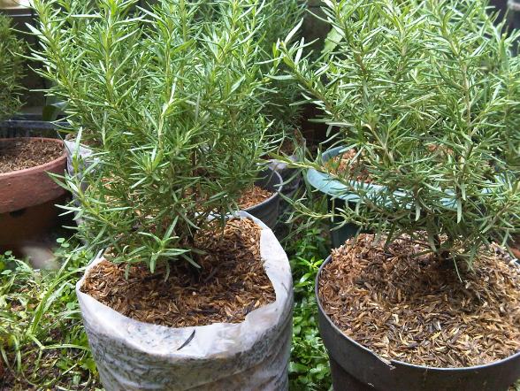 Memindahkan Bibit Rosemary