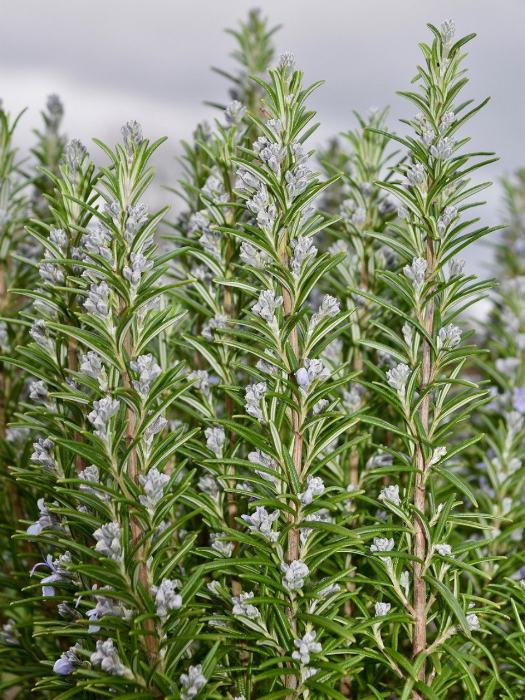 Pangkas Rosemary