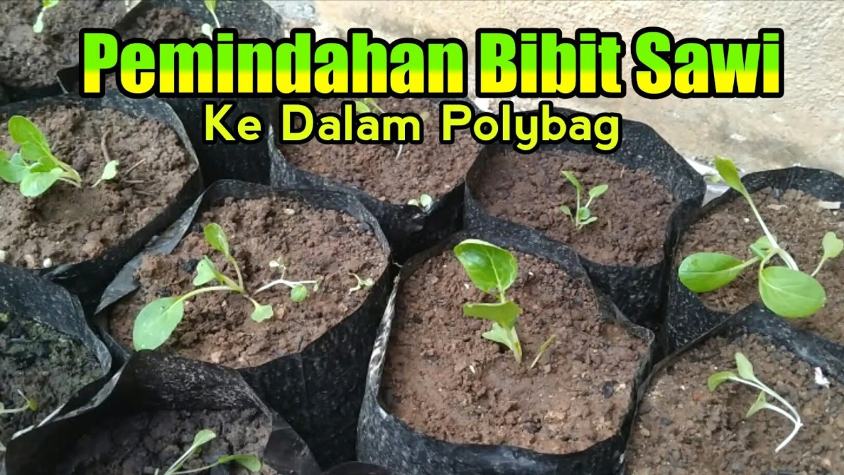 Pemindahan Bibit Sawi