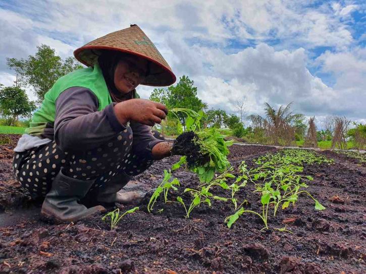 5 Tahapan Cara Menanam Bibit Sawi Di Polybag Atau Pot