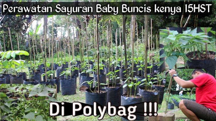 Perawatan Tanaman Buncis