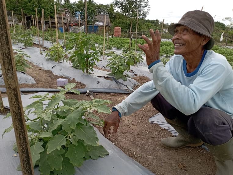 Perawatan Tanaman Terong Hijau