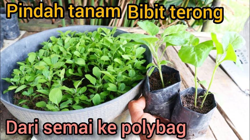 Persiapan Polybag dan Media Tanam Terong Hijau