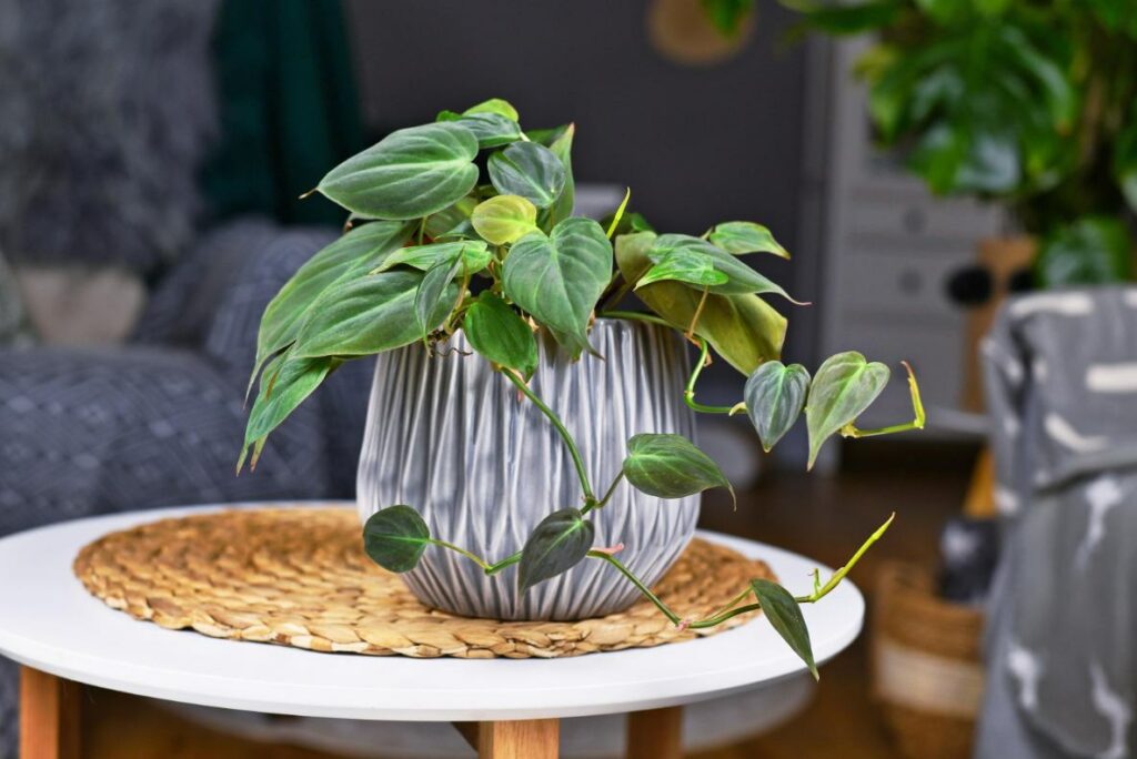 Philodendron Baumfreund