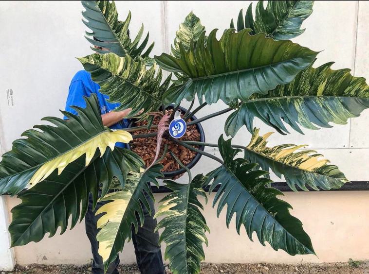 Philodendron Caramel Marble Variegata