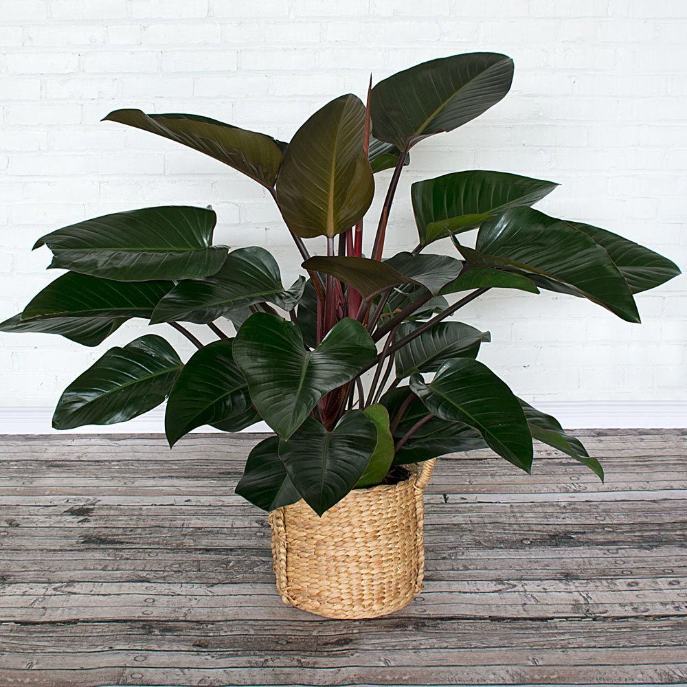 Philodendron Congo Rojo