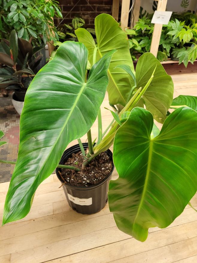 Philodendron Domesticum