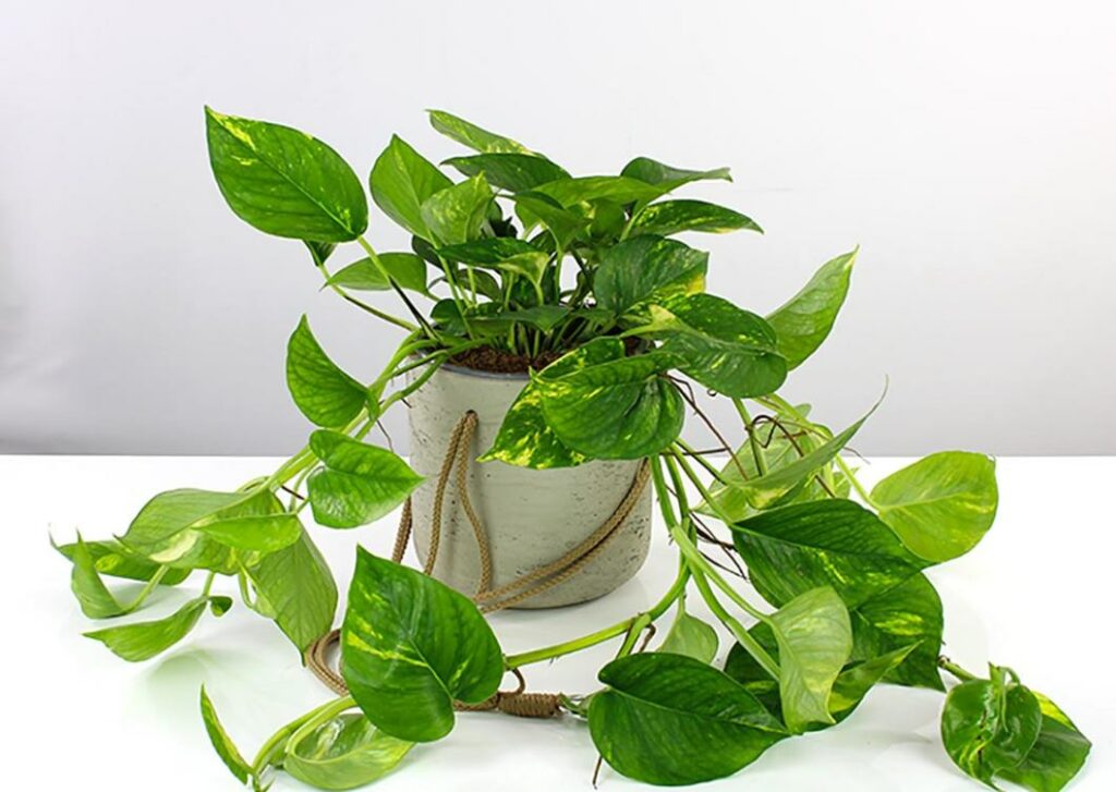 Philodendron Epipremnum Aureum