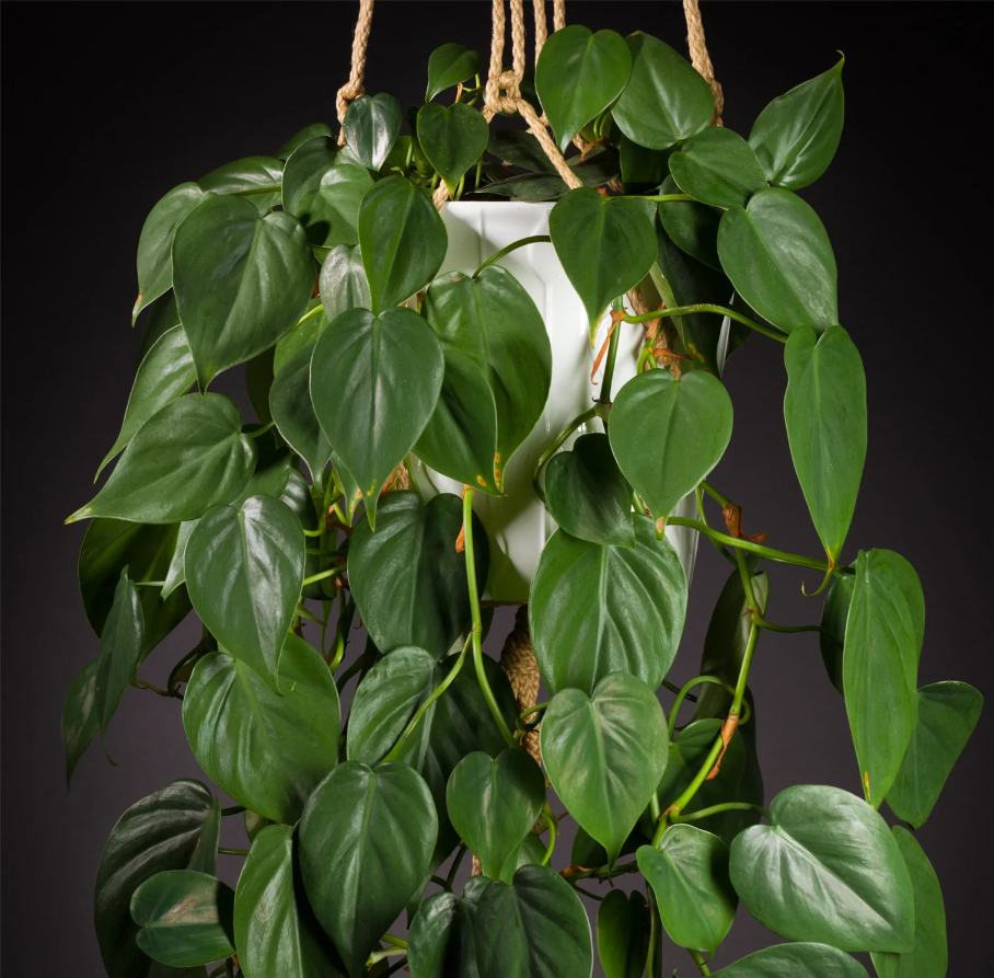 Philodendron Hederaceum