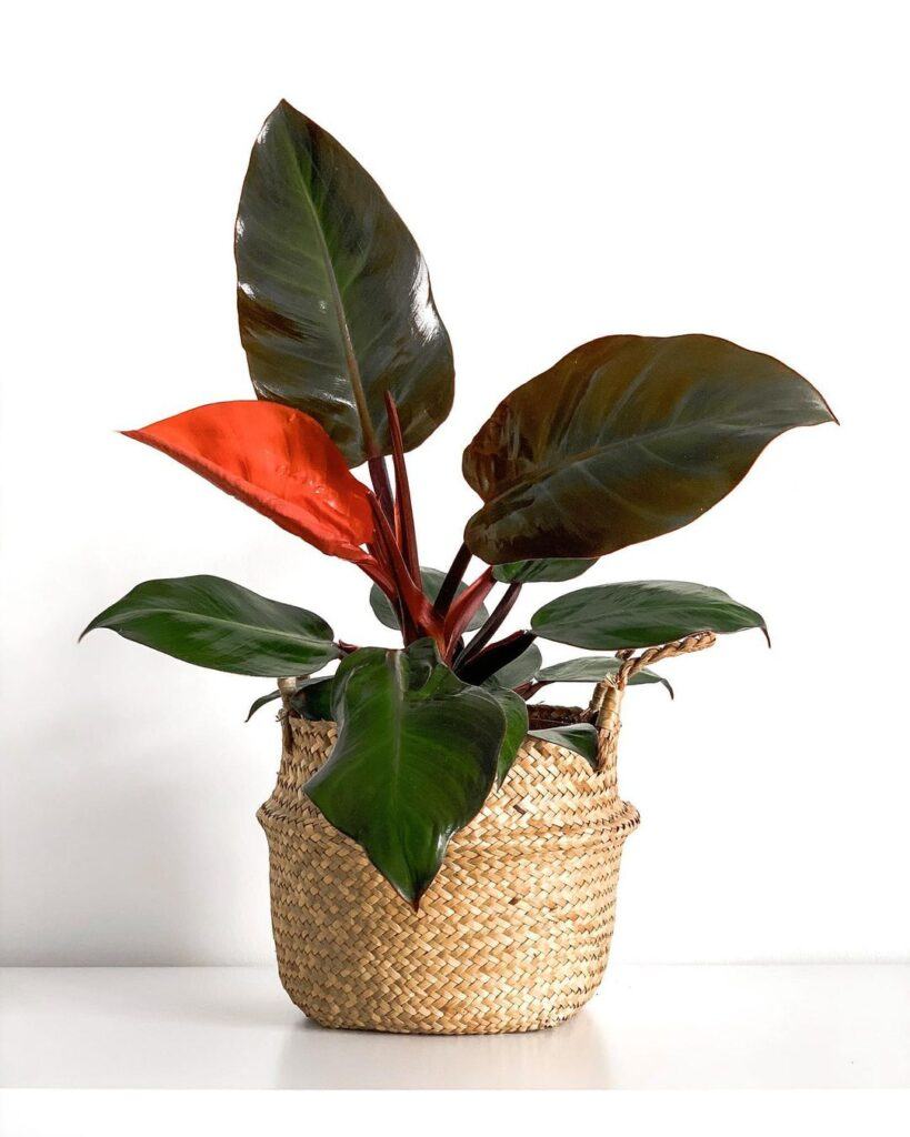 Philodendron Imperial Red Cardinal