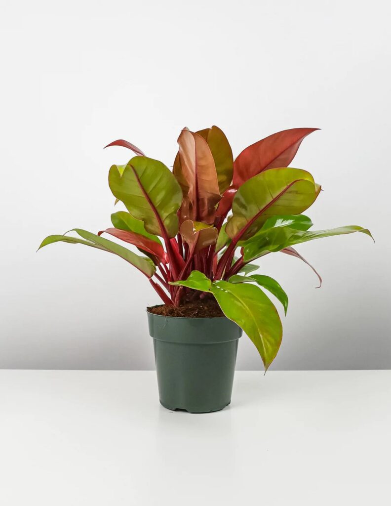 Philodendron Prince of Orange