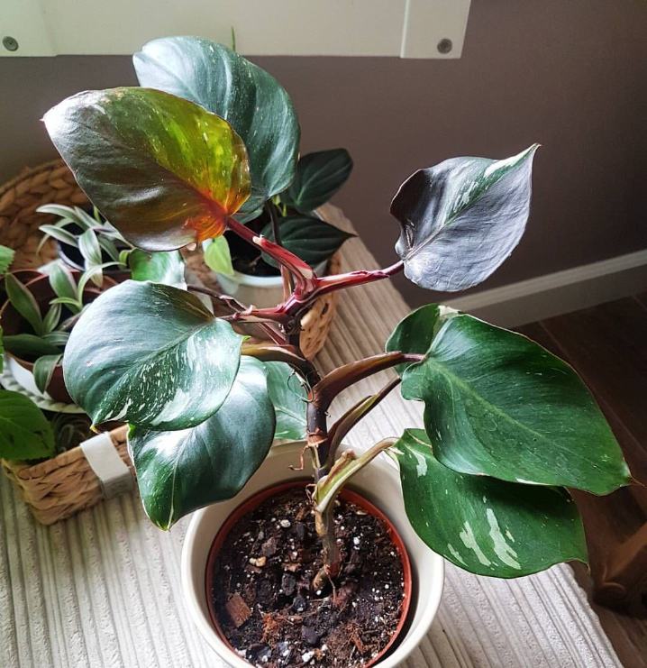 Philodendron White Knight