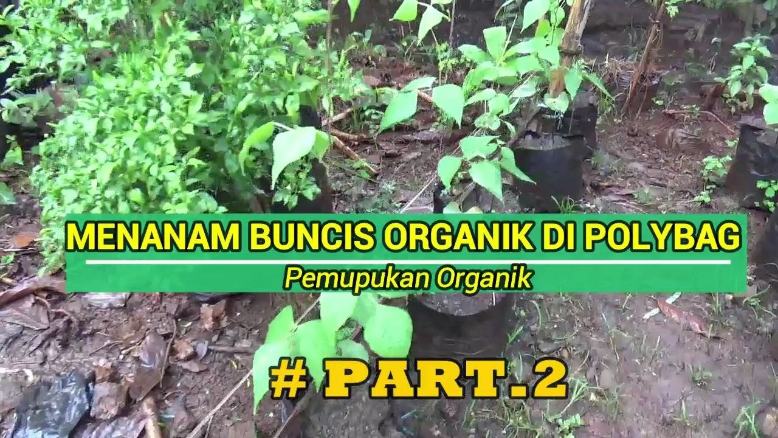 5 Cara Menanam Buncis Di Polybag Agar Cepat Panen