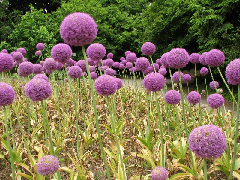 Allium