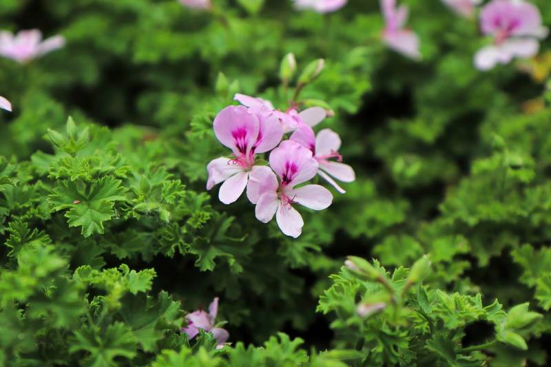 Citronella Geranium