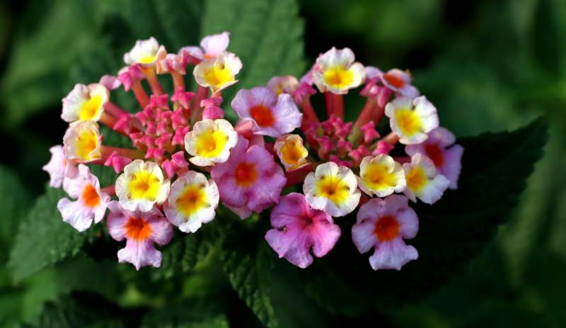 Lantana