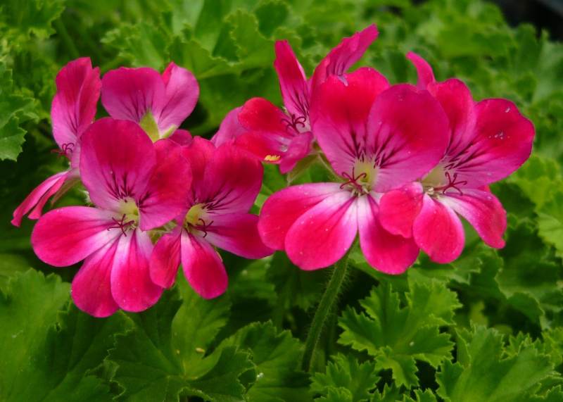 Pink Rose Geranium