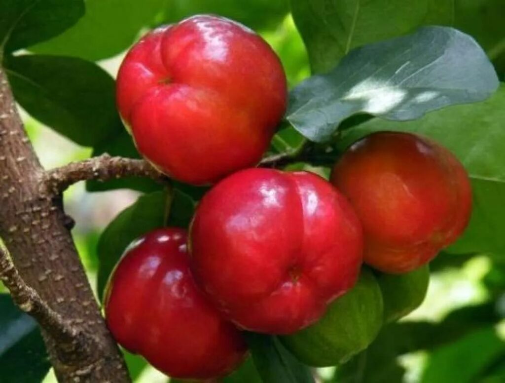 Tanaman Barbados Cherry