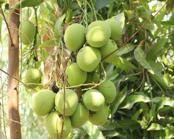 agar tanaman cepat berbuah