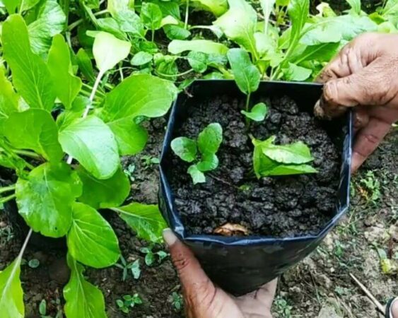 cara menanam bayam dalam polybag