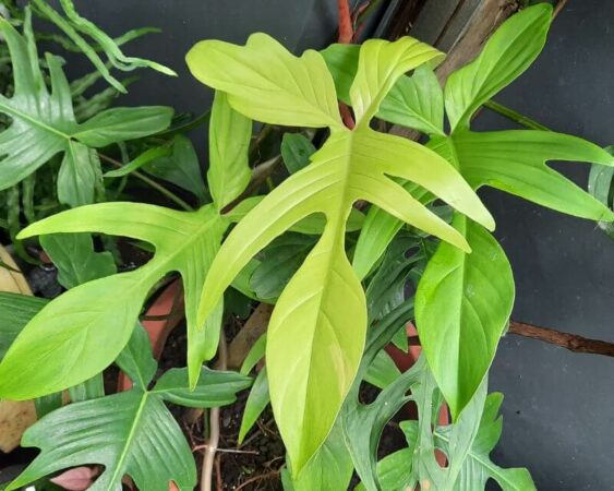 jenis tanaman philodendron