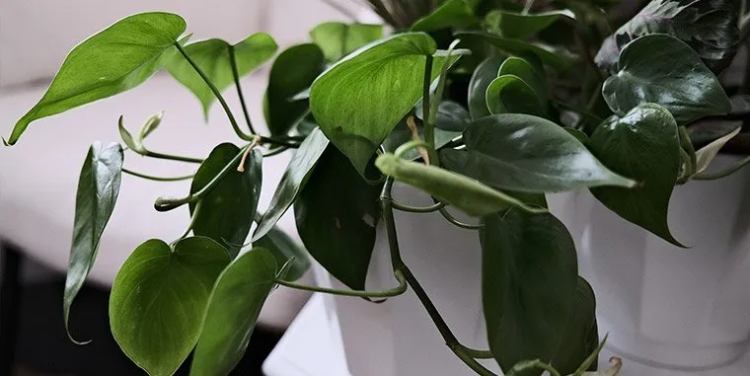 Heart-leaf Philodendron