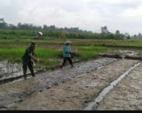 Bagaimana Cara Menanam Padi Untuk Hasil Yang Memuaskan?