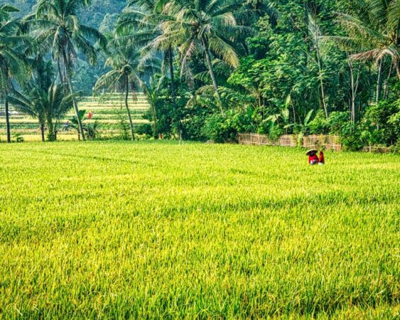 Bagaimana Cara Menanam Padi