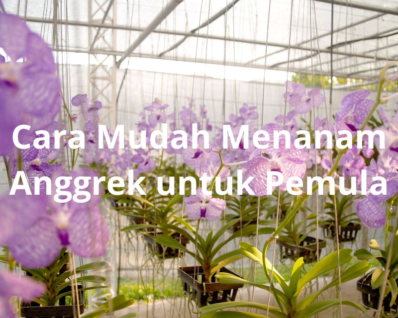 Cara Mudah Menanam Anggrek Untuk Pemula - Berkebun