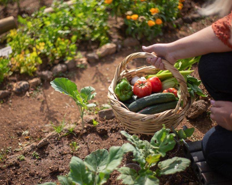 Membuat Kebun Sayur Di Pekarangan Rumah Sendiri