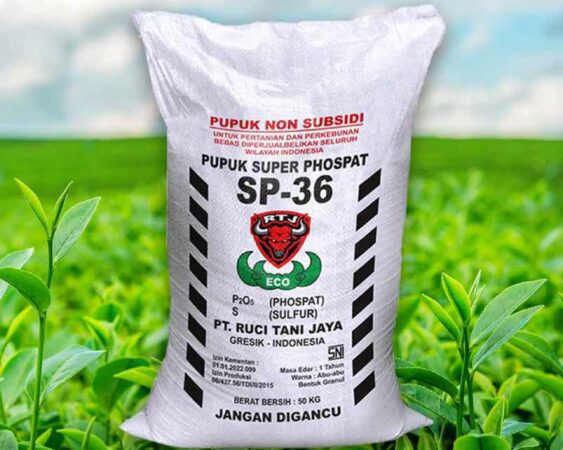 harga pupuk sp 36