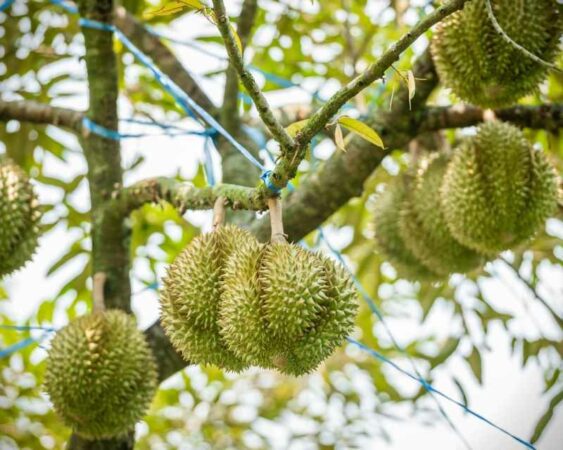 pupuk durian agar cepat berbuah