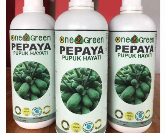 pupuk pepaya agar berbuah lebat