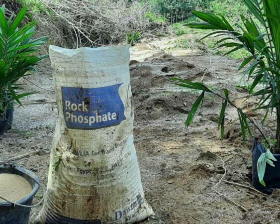 pupuk rock phosphate