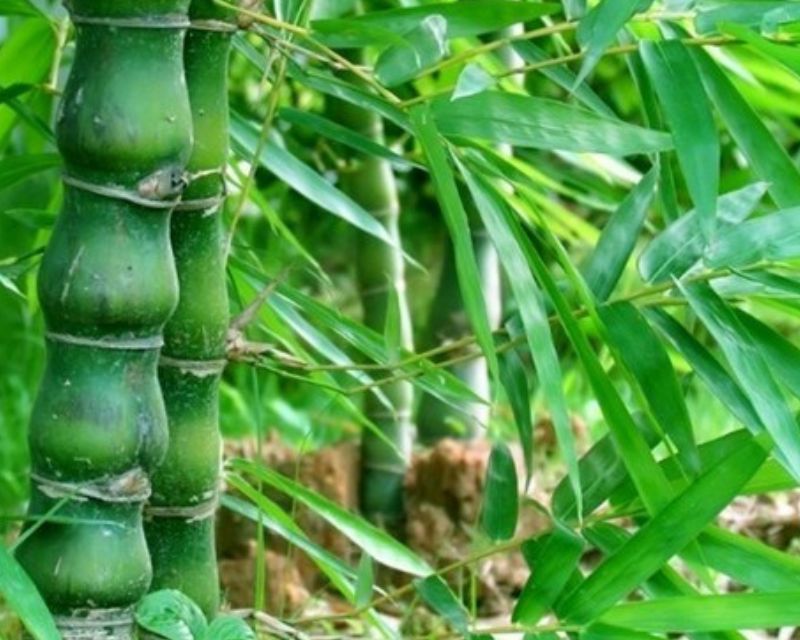 Ragam Jenis Tanaman Bambu di Indonesia - Berkebun