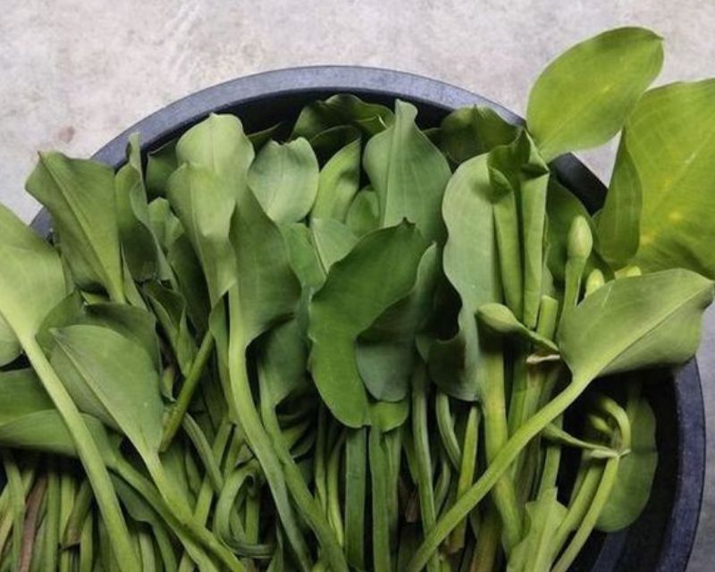 Cara Menanam Sayur Genjer Dan Manfaatnya Berkebun