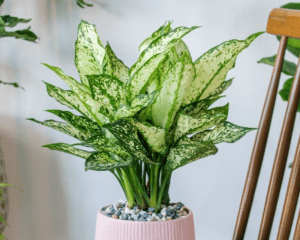 Aglaonema