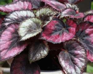 Begonia