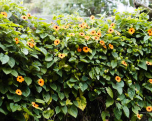 Black Eyed Susan Vine