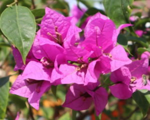 Bougainvillea