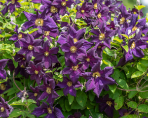 Clematis