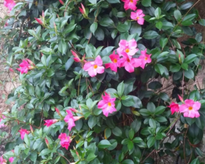 Mandevilla